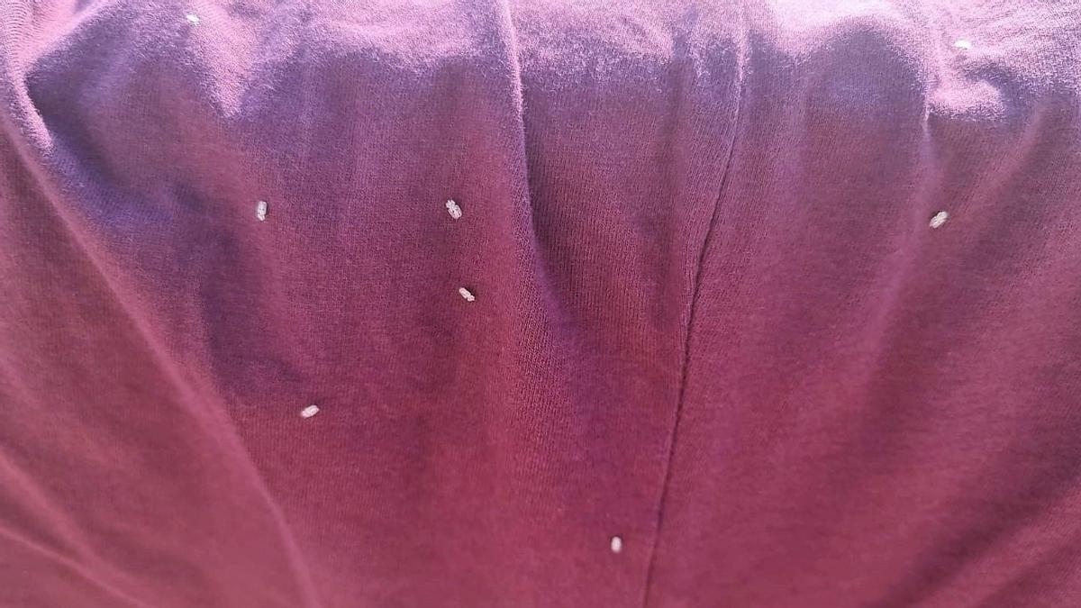 Insectos tigre del plátano en la ropa tendida de la casa de la hospitalense, Laura Lacruz.