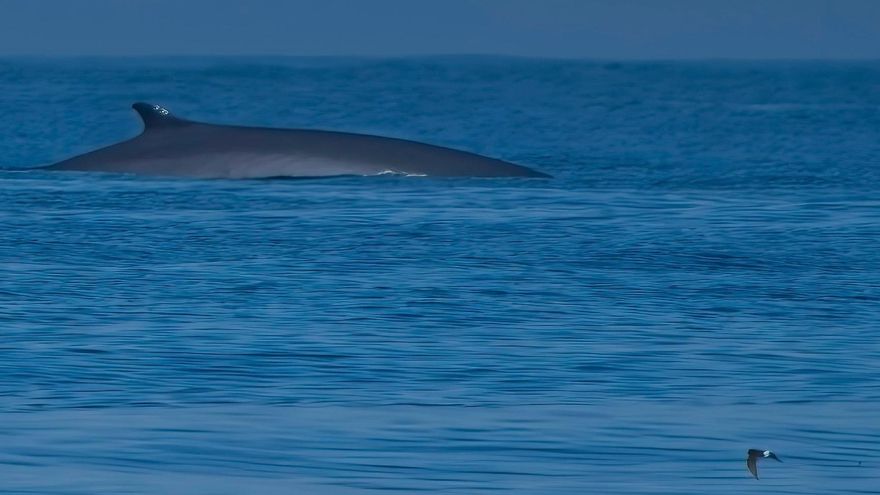 Cita a ciegas con las aves pelágicas y los cetáceos