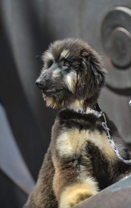 24/03/2018 LAS PALMAS DE GRAN CANARIA. Galgo afgano, mascota de Faunario. FOTO: J. PÉREZ CURBELO