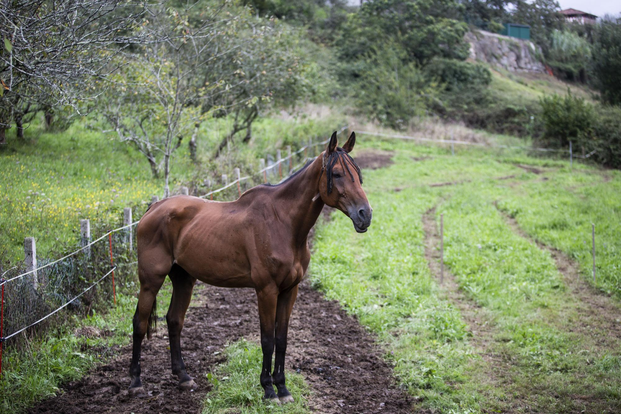 Asturianos en Illas, un recorrido por el municipio