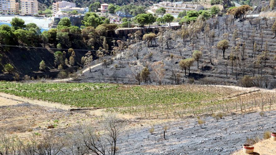 Què cal fer ara amb els terrenys cremats després de l’incendi de Portbou?