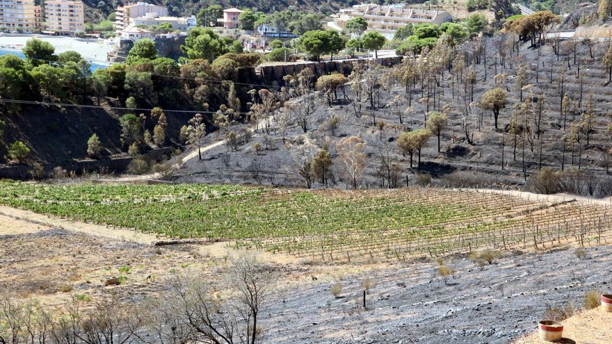 Què cal fer ara amb els terrenys cremats després de l’incendi de Portbou?