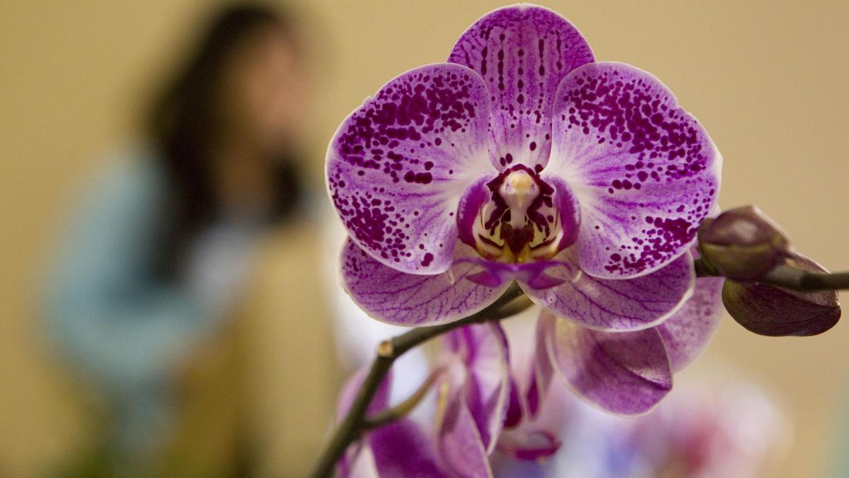 Detalle de una orquídea.