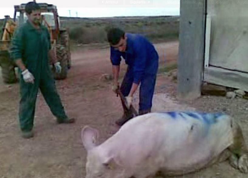 Imágenes del maltrato animal a los cerdos