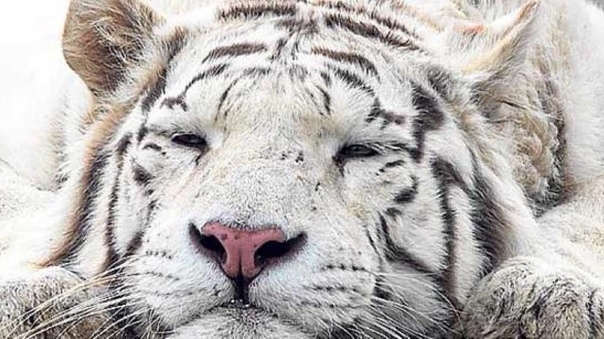 David Bisbal apadrinó al tigre albino hallado en la plantación de droga de Alicante
