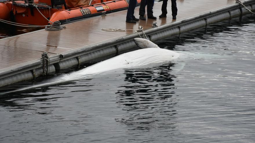 Una ballena de ocho metros en los muelles de la estación naval de A Graña, en Ferrol