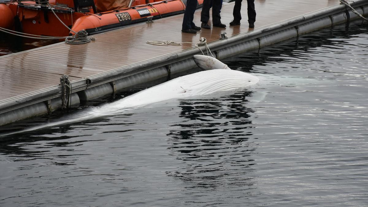 La ballena hallada hoy en aguas de la estación naval de A Graña, en Ferrol.