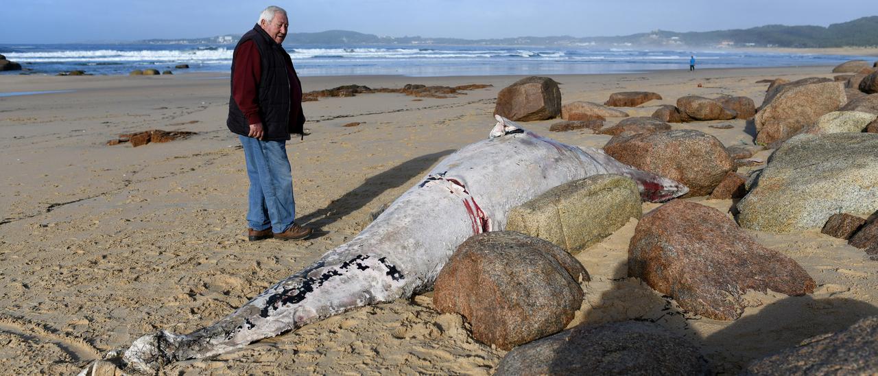 Un hombre observa los restos de una ballena aparecidos en A Lanzada.