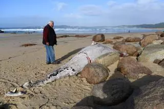 El océano escupe animales muertos y basura