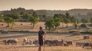 El grupo Pastores crece un 5% a pesar de la crisis del ovino español