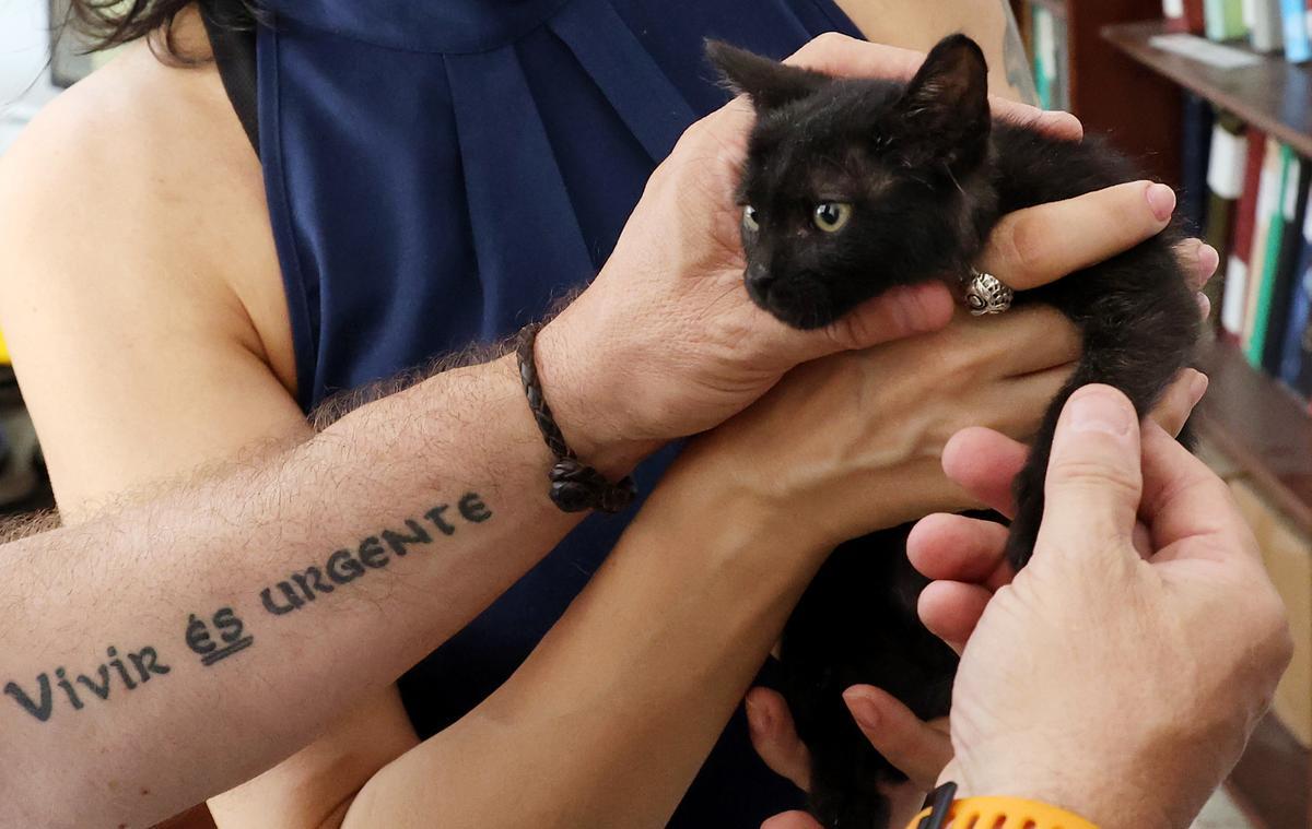 Tofy, el gatito de apenas 2 meses, y que fue adoptado por el músico Miguel Costas