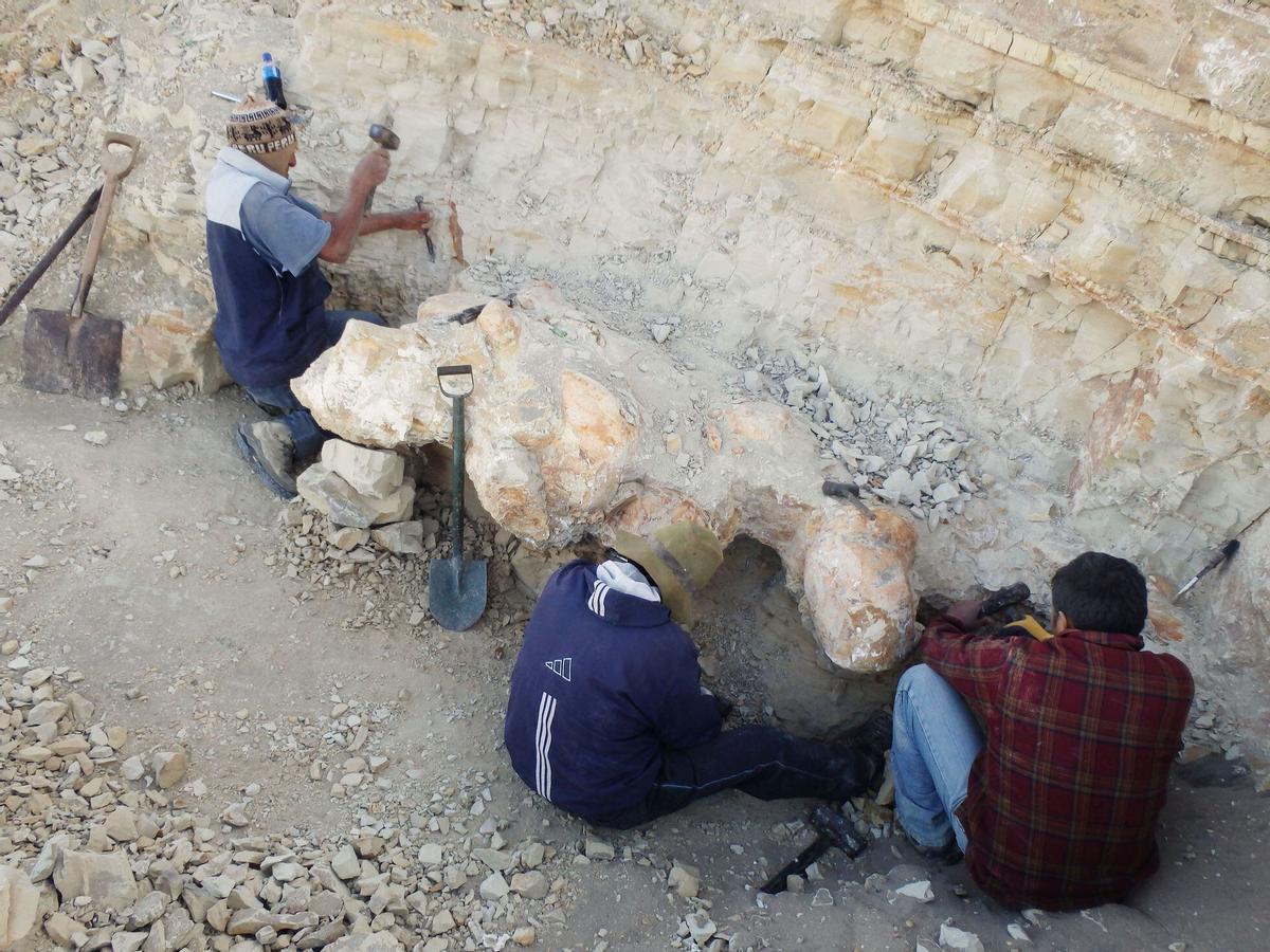 Parte del equipo de excavación, aflorando parte de una de las gigantescas vértebras.
