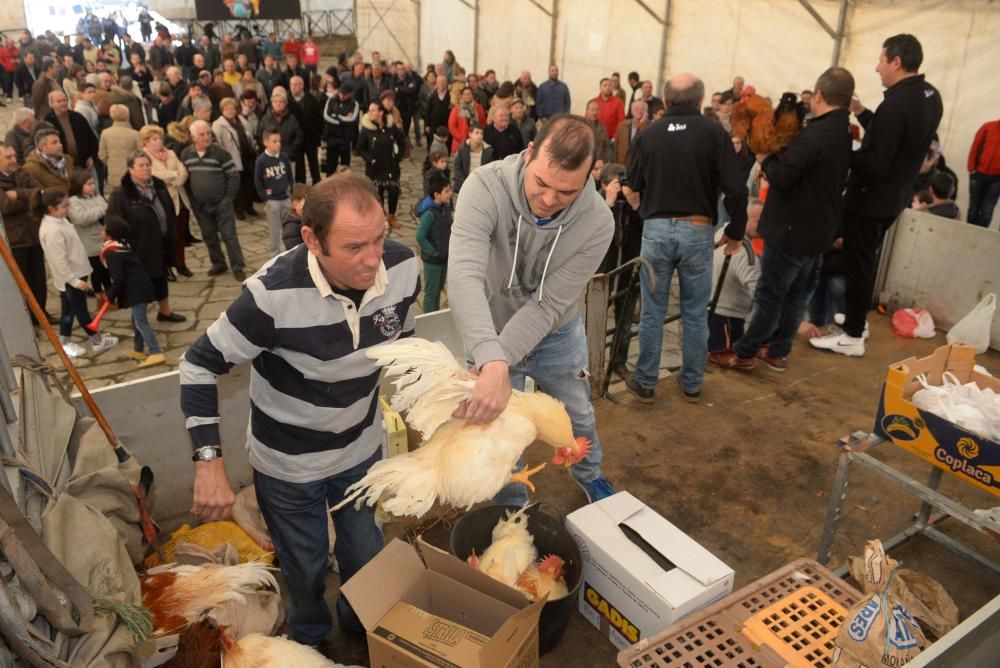 Palomas mensajeras y ofrendas para San Antón