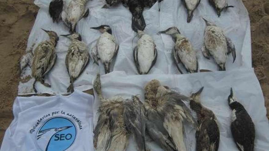 Aves recuperadas muertas en las playas cántabras.  // SEO/BirdLife