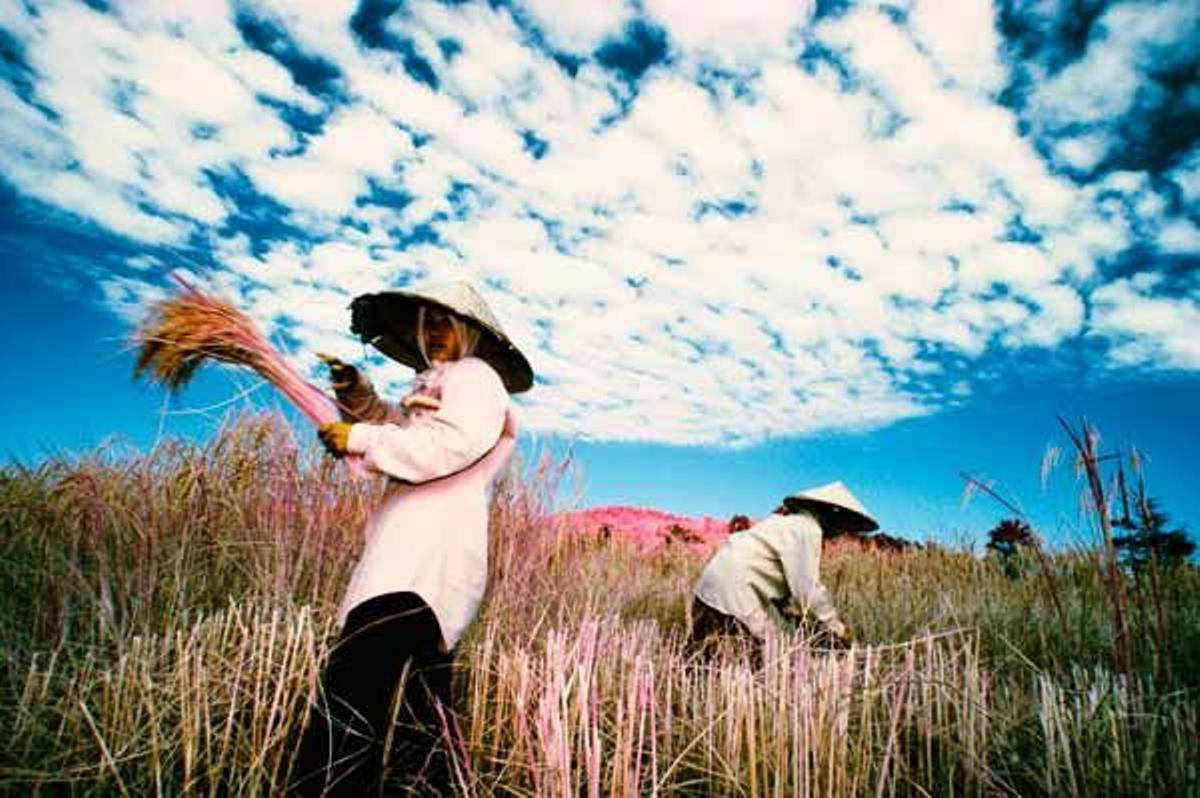 Mujeres recogen arroz en la Isla de Khong, la más grande y pintoresca del la parte sur del río Mekong.