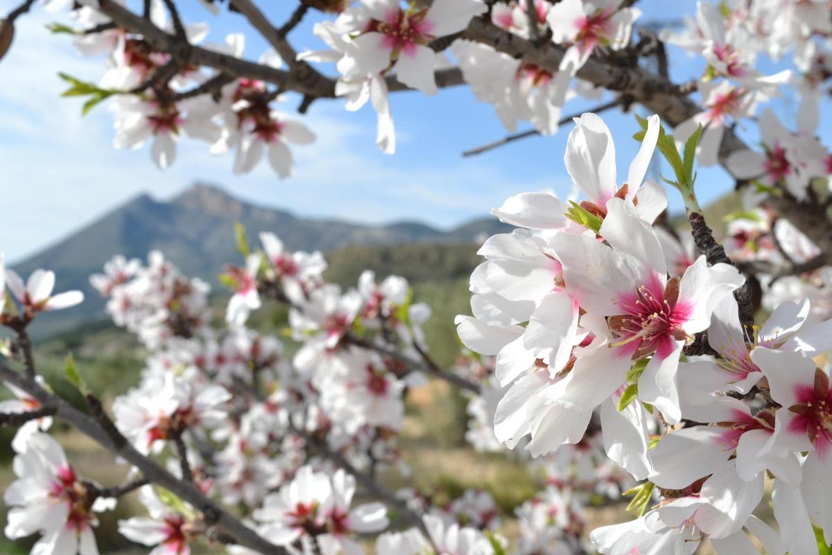 Senda de los almendros en flor