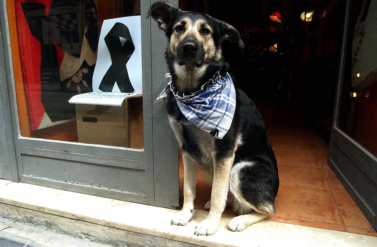 Los perros también disfrutan de las Fallas.