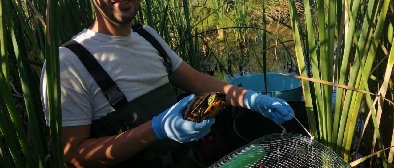 Un voluntario extrae una tortuga invasora de una de las trampas ubicadas en el Magro. | GAMM