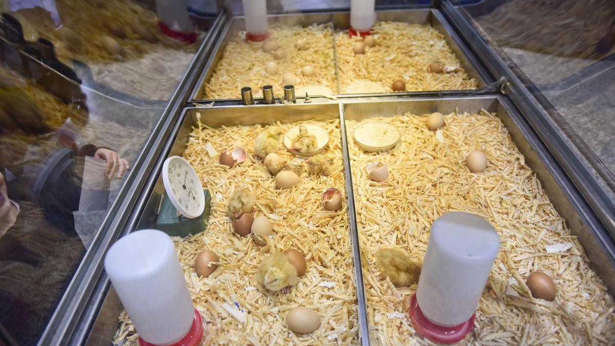 Pollos y huevos en la "nacedora de pitiños" de la Casa de las Ciencias.