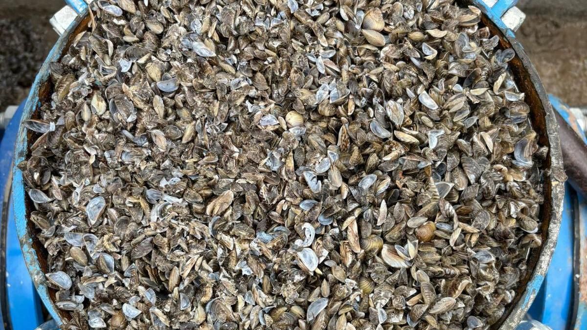 Filtro 'cazapiedras' en un ramal secundario, taponado por el mejillón cebra.