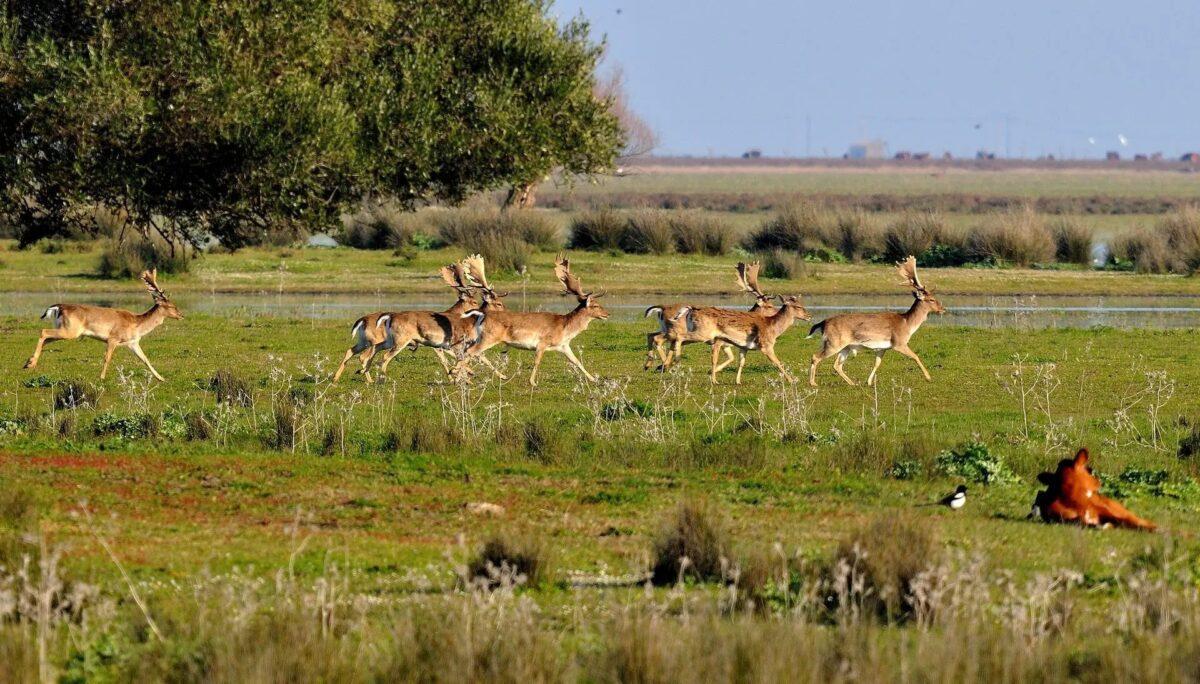 Doñana en peligro: La Unesco exige un cambio radical en la gestión del humedal