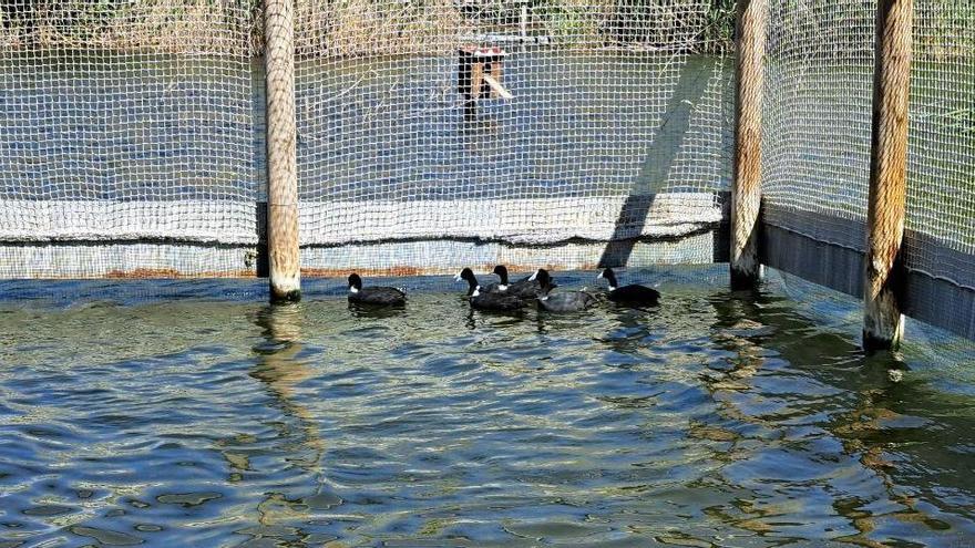 Algunas de las aves reintroducidas en el Clot de Galvany de Elche