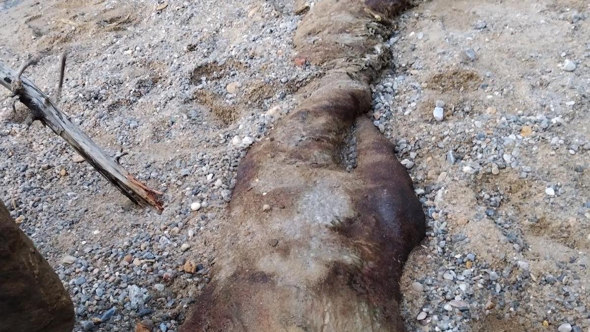 Aparece una especie sin identificar varada en la playa de Santa Cruz