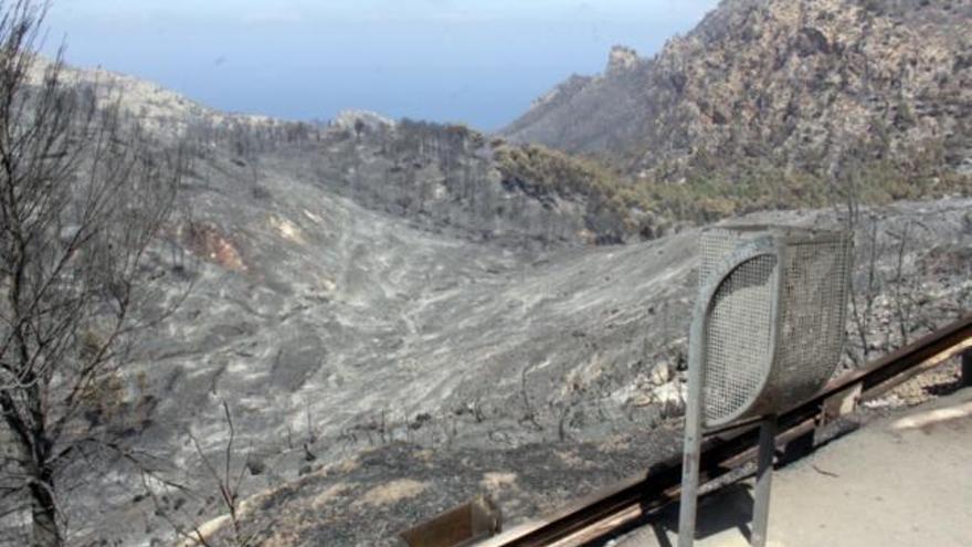 Trauriger Anblick nach dem Waldbrand auf Mallorca Ende Juli 2013