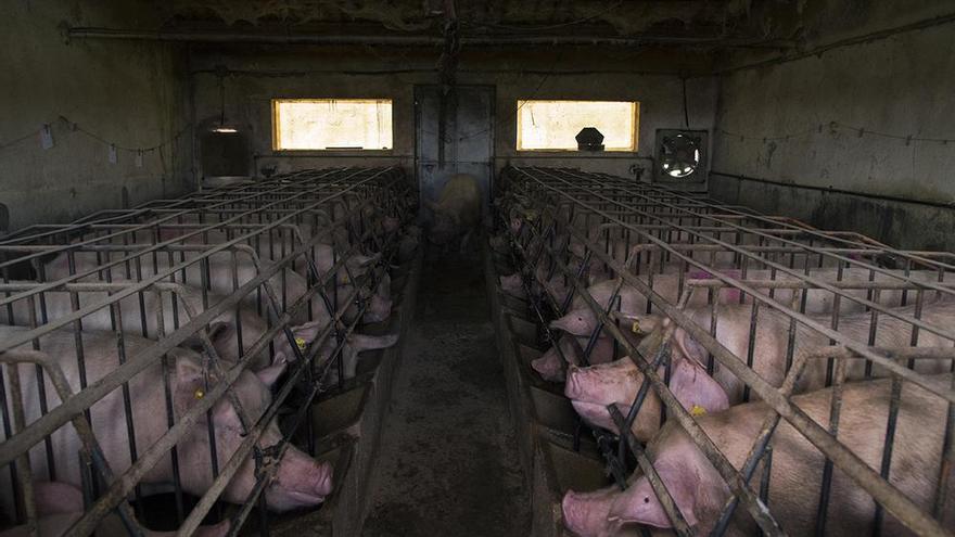 Comer menos carne sería bueno para la Tierra. Pequeñas acciones