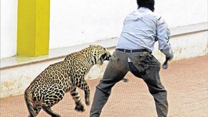 Un leopardo causa alarma en la India