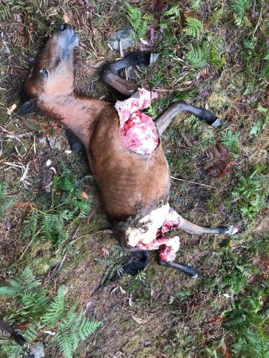 Sucesos en Pontevedra | Los lobos devoran a dos yeguas en el Monte Castrove