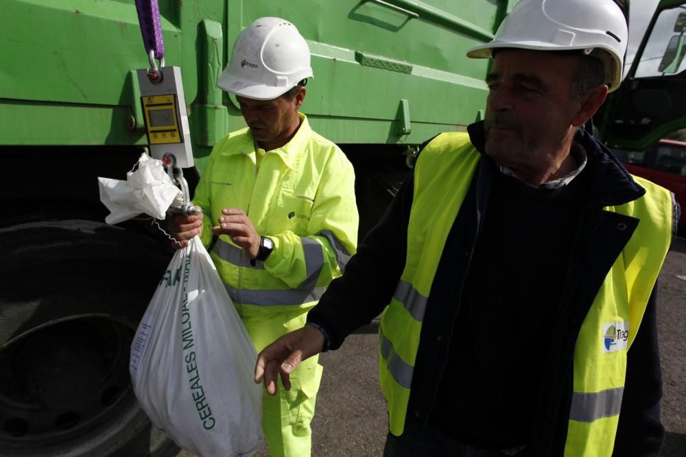 Recogida de patatas en Monteana