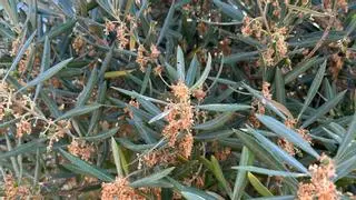 Asaja alerta de que la plaga de prays afecta al 35% de las aceitunas en la provincia de Córdoba