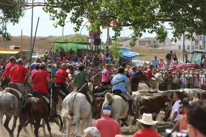 Suelta de vaquillas en las fiestas de La Visitación en Fuentesaúco