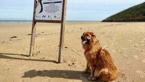 La perra Osha posa en la playa de Helgueras, la única habilitada para canes en Noja y en casi todo el Cantábrico.