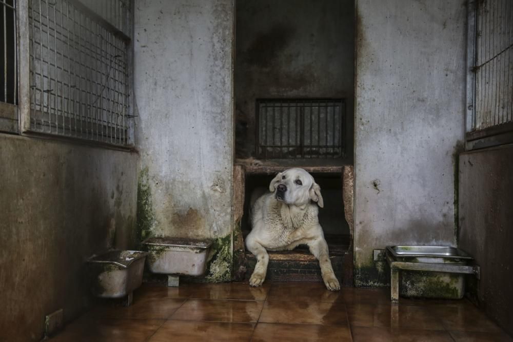 Visita a la perrera municipal de Oviedo tras el cambio de gestión