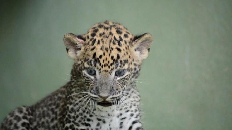 Nace un leopardo en Bioparc