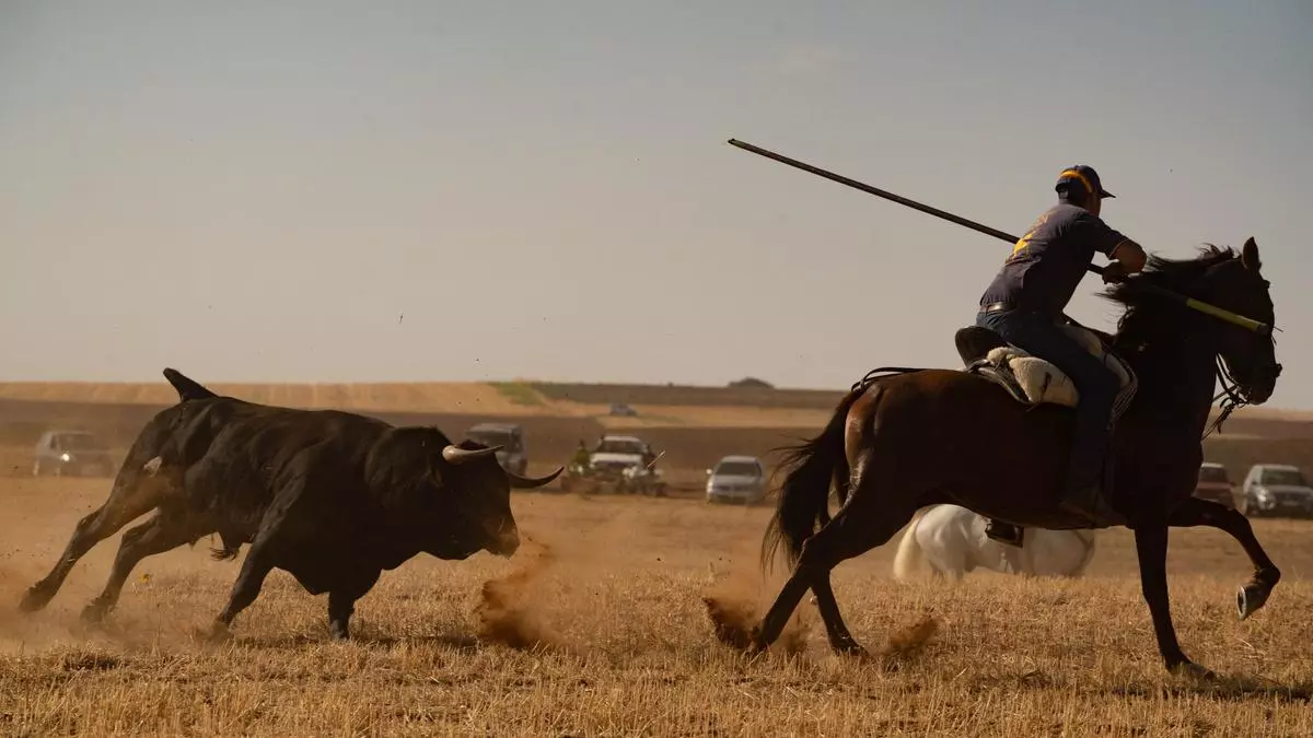 Pasión taurina en Jambrina