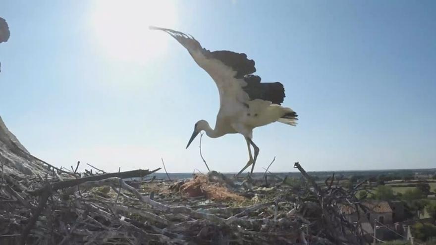 VÍDEO | Rescate de una cigüeña en Viñuela de Sayago