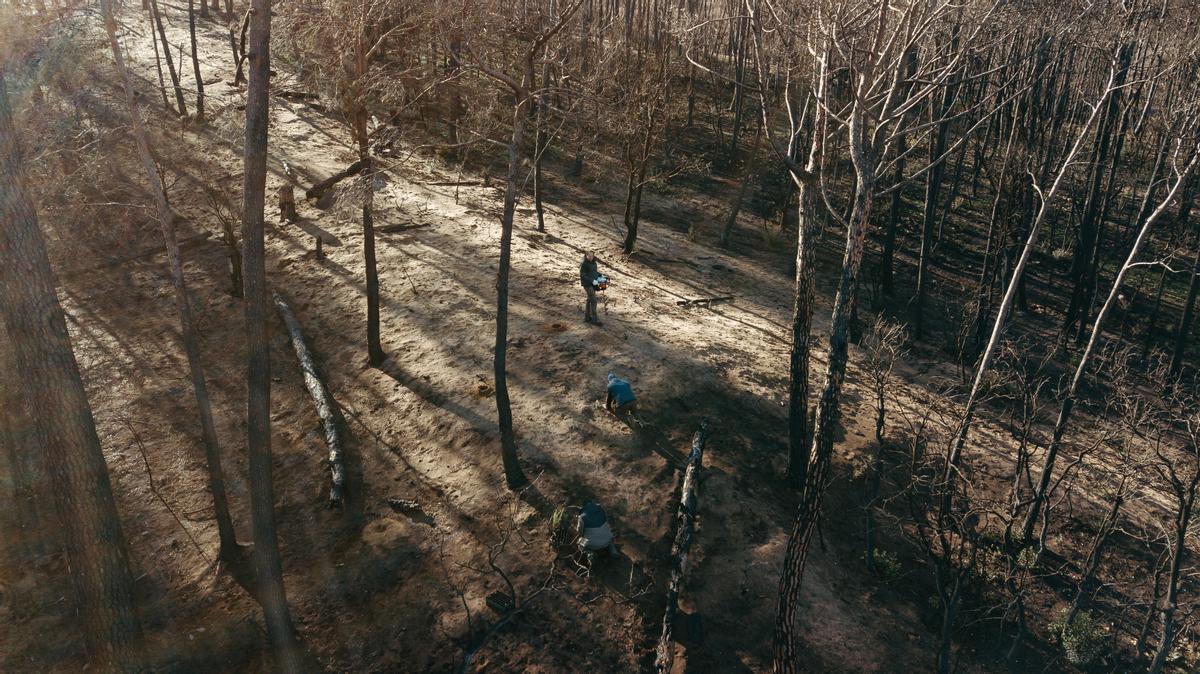 Reforestació a la zona de Cala Montgó.