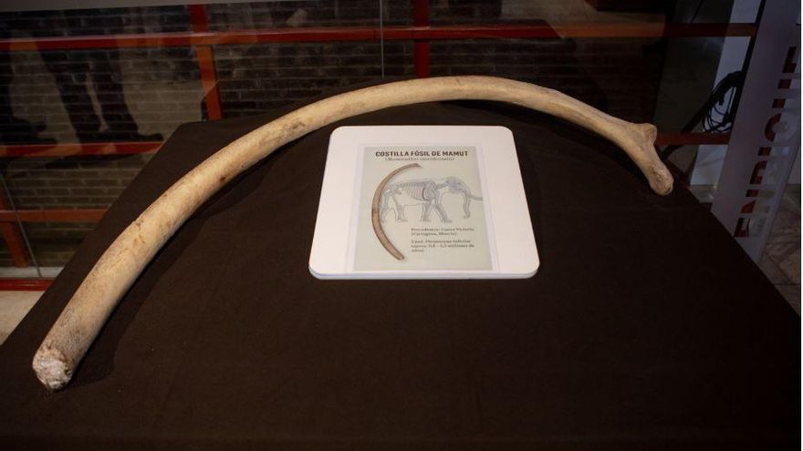 Encuentran una costilla completa de mamut en la Cueva Victoria de Cartagena