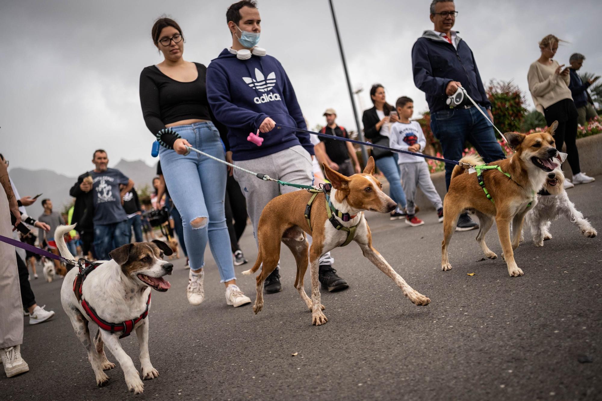 Día de las Mascotas en Santa Cruz de Tenerife