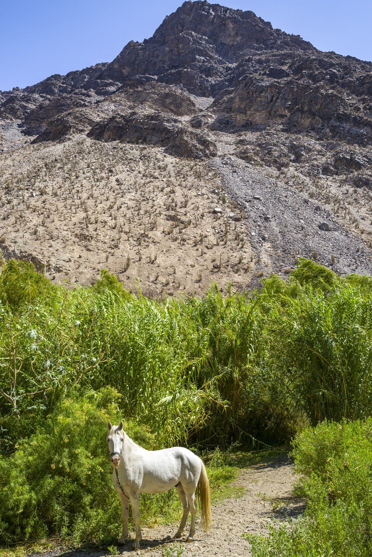 Ruta de las Estrellas, Valle del Elqui, Coquimbo.