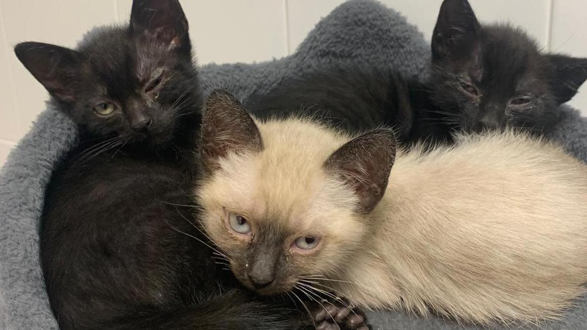 Gatos recuperados por O Jato Meco.
