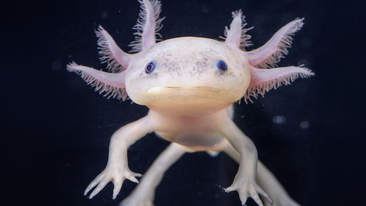 Ejemplar de ajolote, un anfibio en peligro crítico de extinción. Ejemplar de ajolote, un anfibio en peligro crítico de extinción.