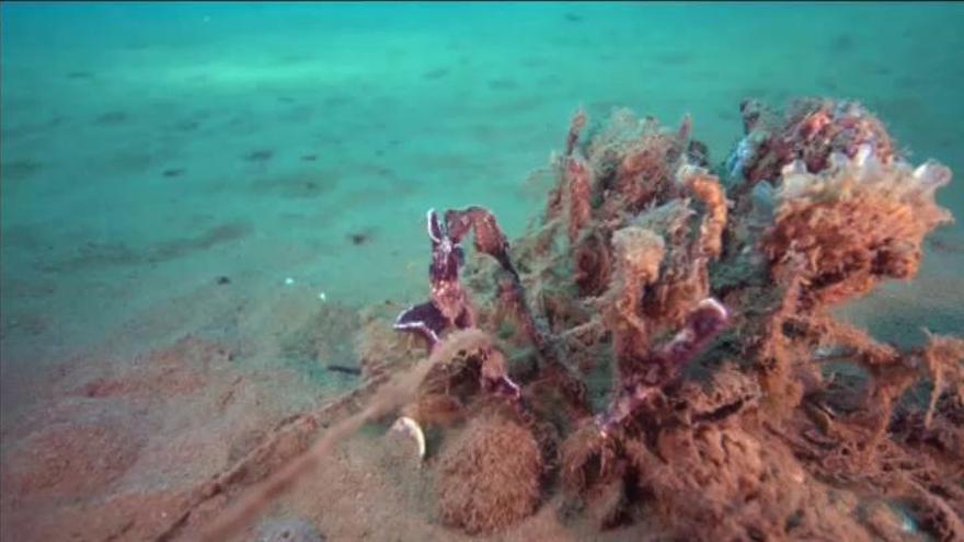 La ciudad artificial de los caballitos de mar está en un golfo de Grecia