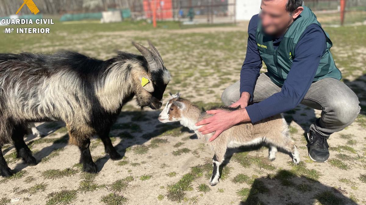 Un agente de la Guardia Civil con una de las cabras recuperadas.