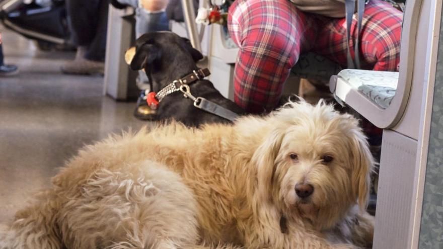 Las mascotas viajarán gratis en el transporte público, a ser posible en cabina