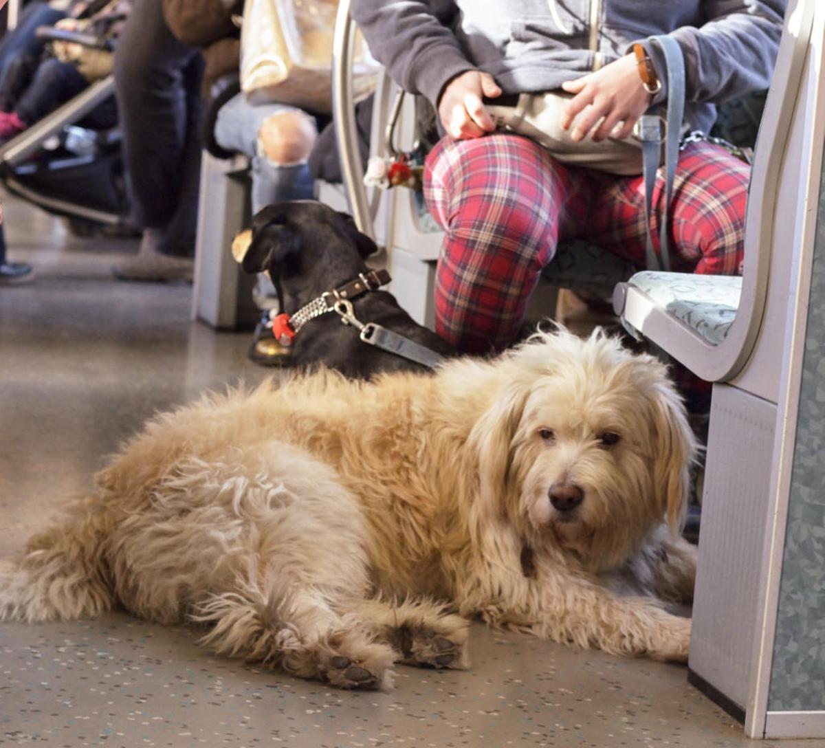 Las mascotas viajarán gratis en el transporte público, a ser posible en cabina