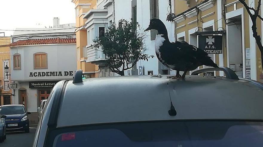 El pato, subido al techo de un vehículo en la calle León y Castillo